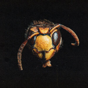 brady-watt-flight-of-the-murder-hornet-single.jpg