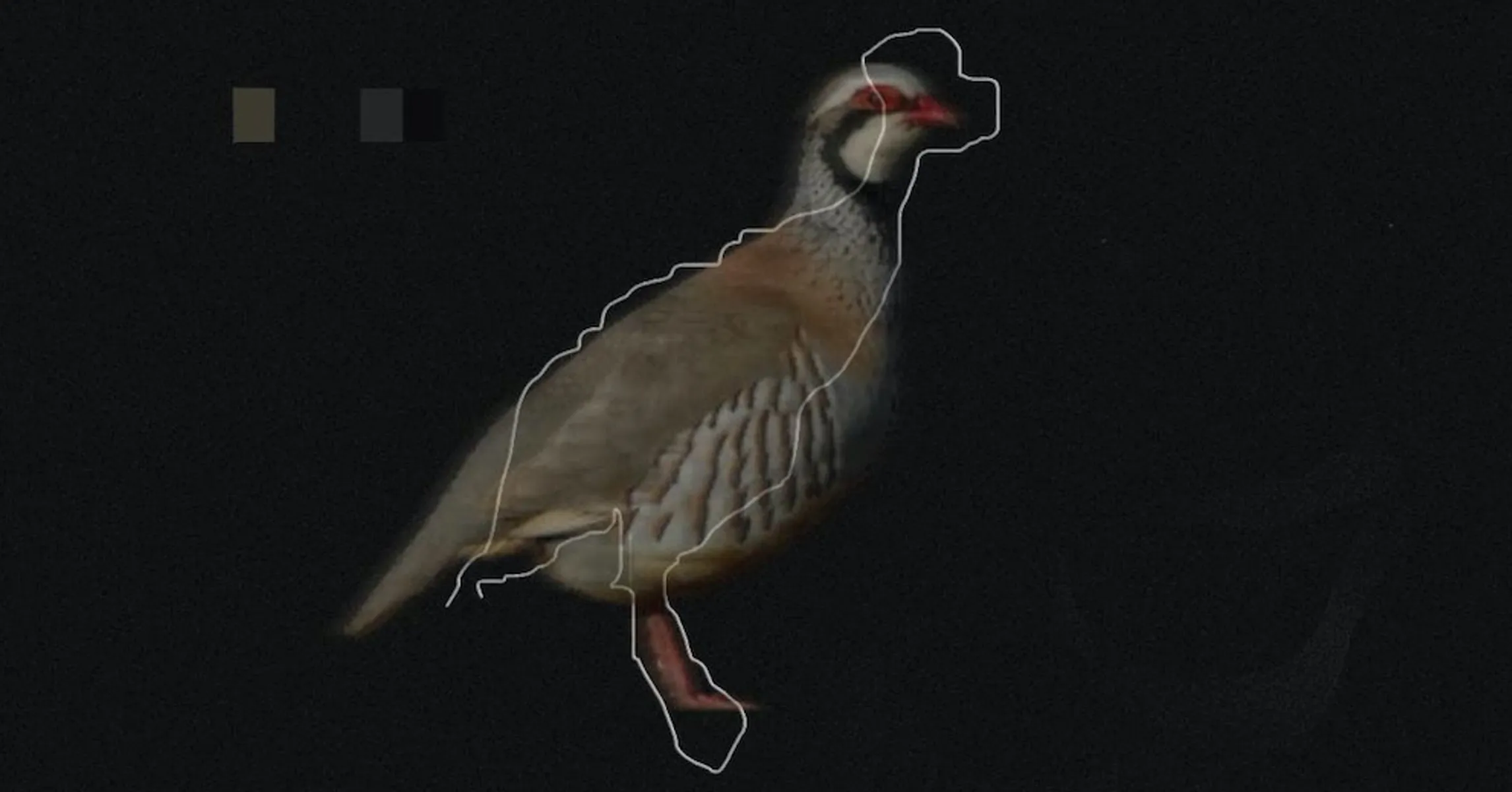 valee-partridge-black-noie.jpeg