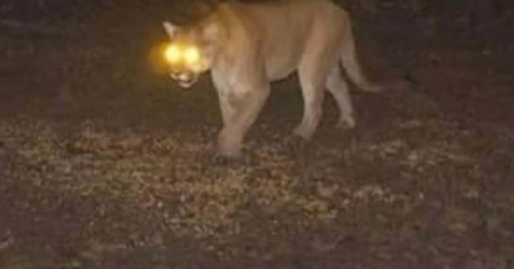 bruiser-wolf-mountain-lion.jpg