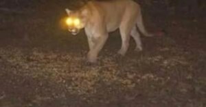 bruiser-wolf-mountain-lion.jpg