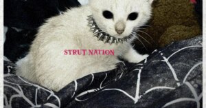 tisakorean-strut-nation.jpg