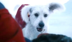 krypto-superdog.jpg