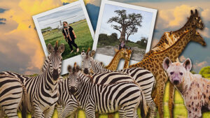 safari710x400.jpg