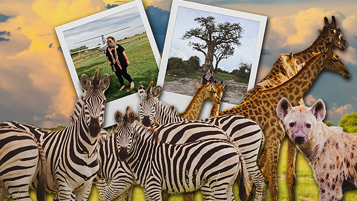 safari710x400.jpg